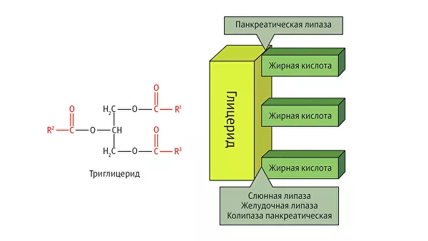 Структура триацилглицерида и локализация действия основных липаз Структура триацилглицерида и локализация действия основных липаз