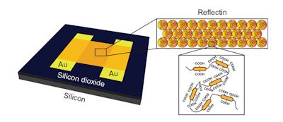 Кожа кальмара для биоэлектроники
