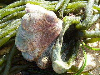 Группа моллюсков Crepidula fornicata