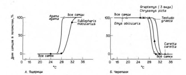 Связь между соотношением полов и температурой инкубации у некоторых видов ящериц и черепах.